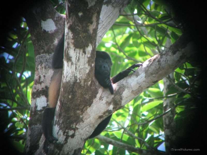 Sirena spider monkey tree